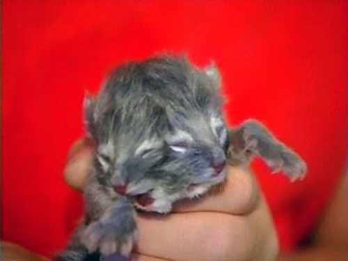 Морды котенка мяукают синхронно