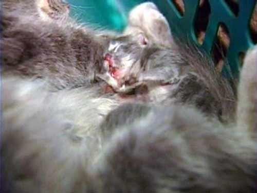 Морды котенка мяукают синхронно