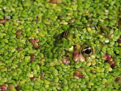 Как животные играют в прятки