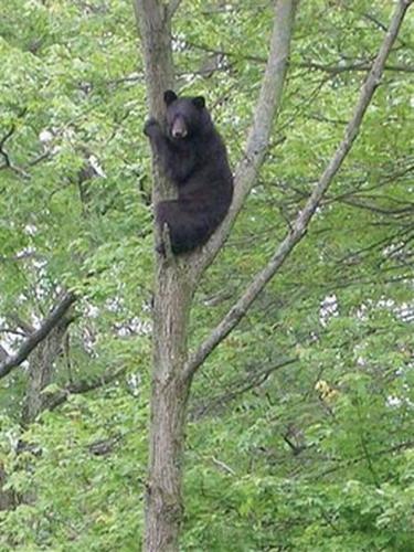 Домашний кот загнал на дерево медведя
