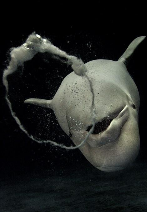 Белуха из японского аквариума впала в детство