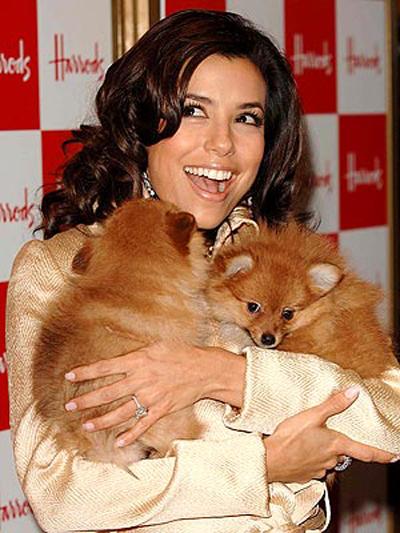 Собаки звезд и их знаменитые хозяева