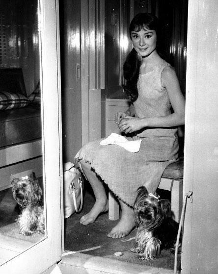 Собаки звезд и их знаменитые хозяева