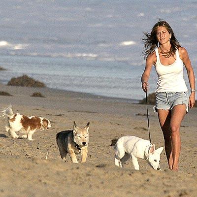 Собаки звезд и их знаменитые хозяева