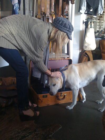 Собаки звезд и их знаменитые хозяева