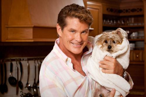 Собаки звезд и их знаменитые хозяева