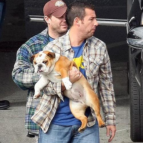 Собаки звезд и их знаменитые хозяева