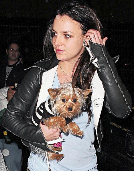 Собаки звезд и их знаменитые хозяева