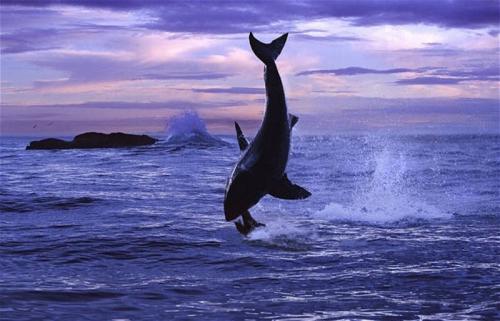 В Эдинбурге открылась удивительная выставка «На глубине»