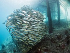 В Эдинбурге открылась удивительная выставка «На глубине»