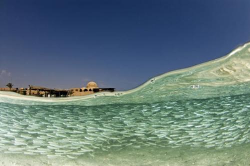 В Эдинбурге открылась удивительная выставка «На глубине»