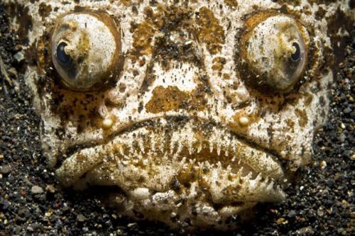 В Эдинбурге открылась удивительная выставка «На глубине»