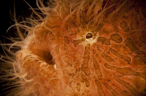 В Эдинбурге открылась удивительная выставка «На глубине»