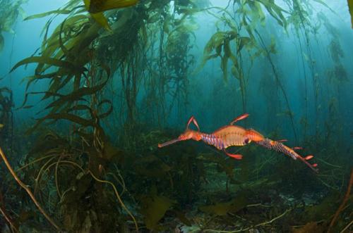 В Эдинбурге открылась удивительная выставка «На глубине»