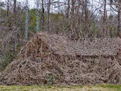 Хищное растение поглощает Америку