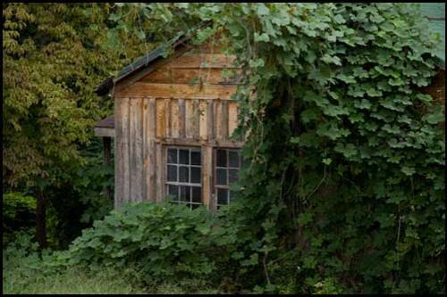 Хищное растение поглощает Америку