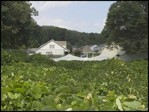 Хищное растение поглощает Америку