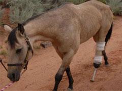 Кобыла без ноги бегает рысью и возит всадников