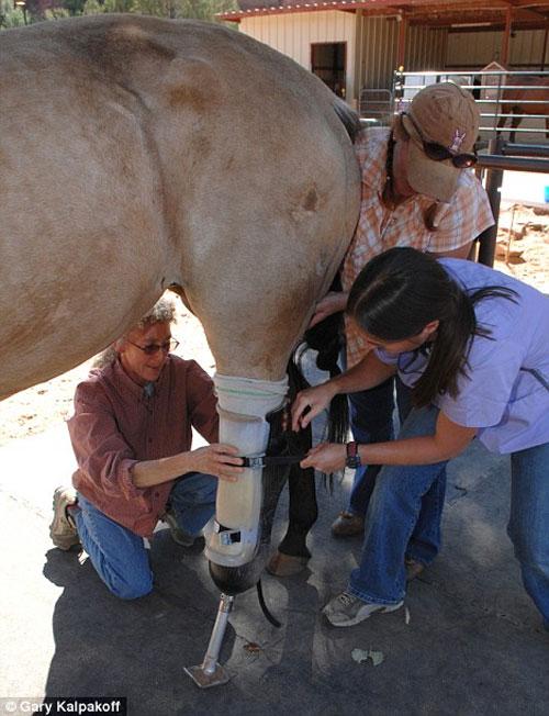 Кобыла без ноги бегает рысью и возит всадников