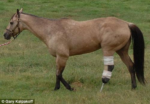 Кобыла без ноги бегает рысью и возит всадников