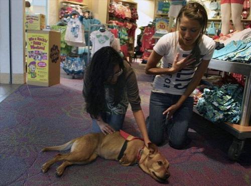 Двуногая собака Вера умеет ходить по-человечески