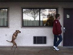 Двуногая собака Вера умеет ходить по-человечески