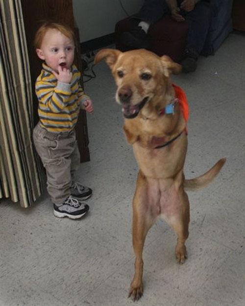 Двуногая собака Вера умеет ходить по-человечески