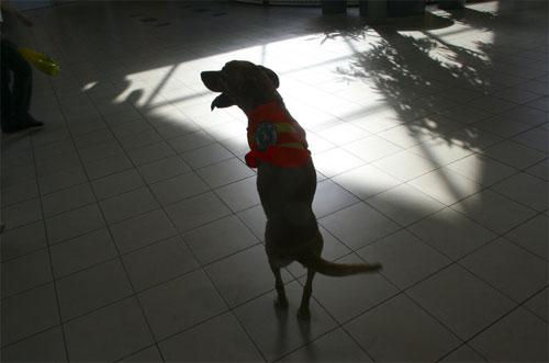 Двуногая собака Вера умеет ходить по-человечески