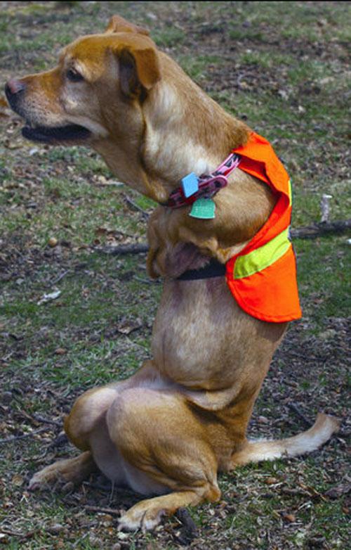 Двуногая собака Вера умеет ходить по-человечески