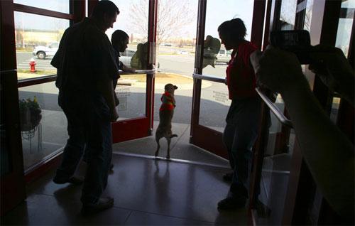 Двуногая собака Вера умеет ходить по-человечески