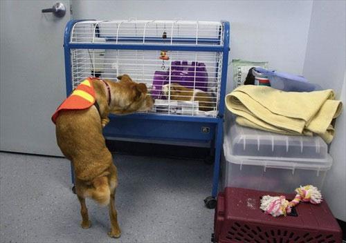 Двуногая собака Вера умеет ходить по-человечески