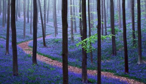 15 мистических лесов, где хочется заблудиться