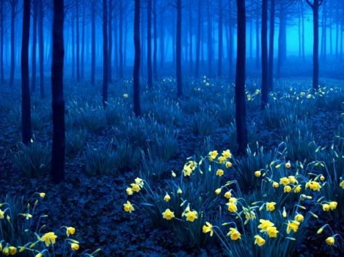 15 мистических лесов, где хочется заблудиться