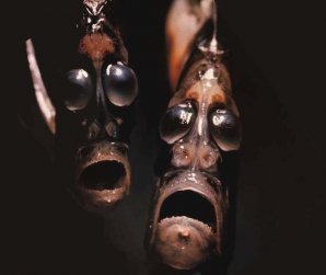 Самые таинственные создания глубин