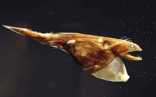 Самые таинственные создания глубин