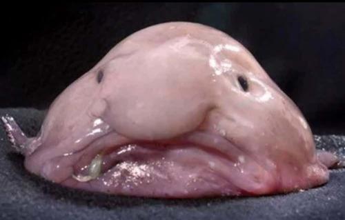 Самые таинственные создания глубин