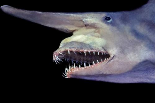 Самые таинственные создания глубин