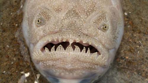 Самые таинственные создания глубин
