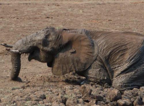 Жители Замбии спасли двух слонов из грязи