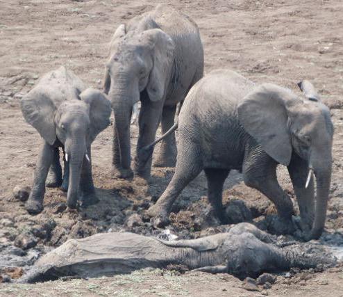 Жители Замбии спасли двух слонов из грязи