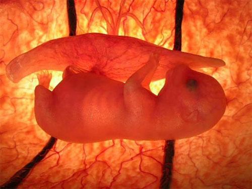 Ученые проследили  процесс эволюции эмбриона