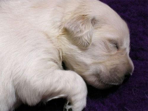 Ученые проследили  процесс эволюции эмбриона