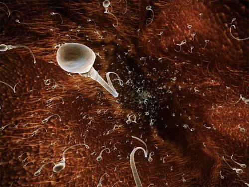 Ученые проследили  процесс эволюции эмбриона