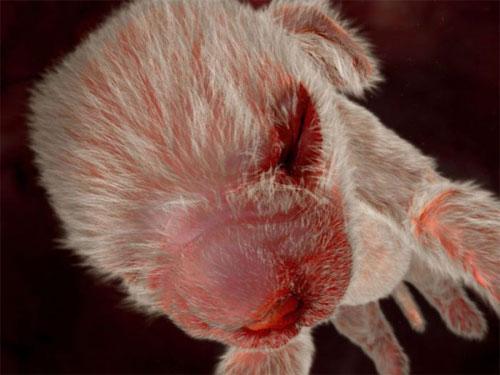 Ученые проследили  процесс эволюции эмбриона