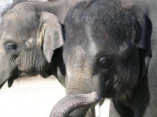 Ученые проследили  процесс эволюции эмбриона