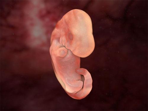 Ученые проследили  процесс эволюции эмбриона