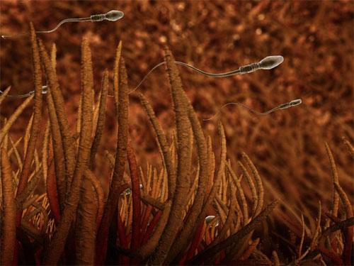 Ученые проследили  процесс эволюции эмбриона