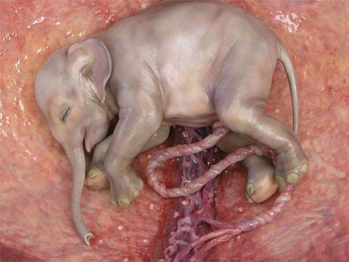 Ученые проследили  процесс эволюции эмбриона