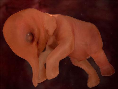 Ученые проследили  процесс эволюции эмбриона