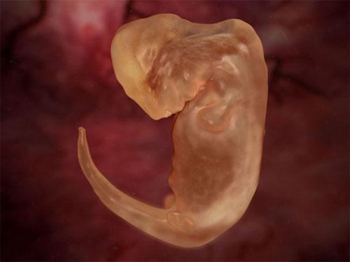 Ученые проследили  процесс эволюции эмбриона